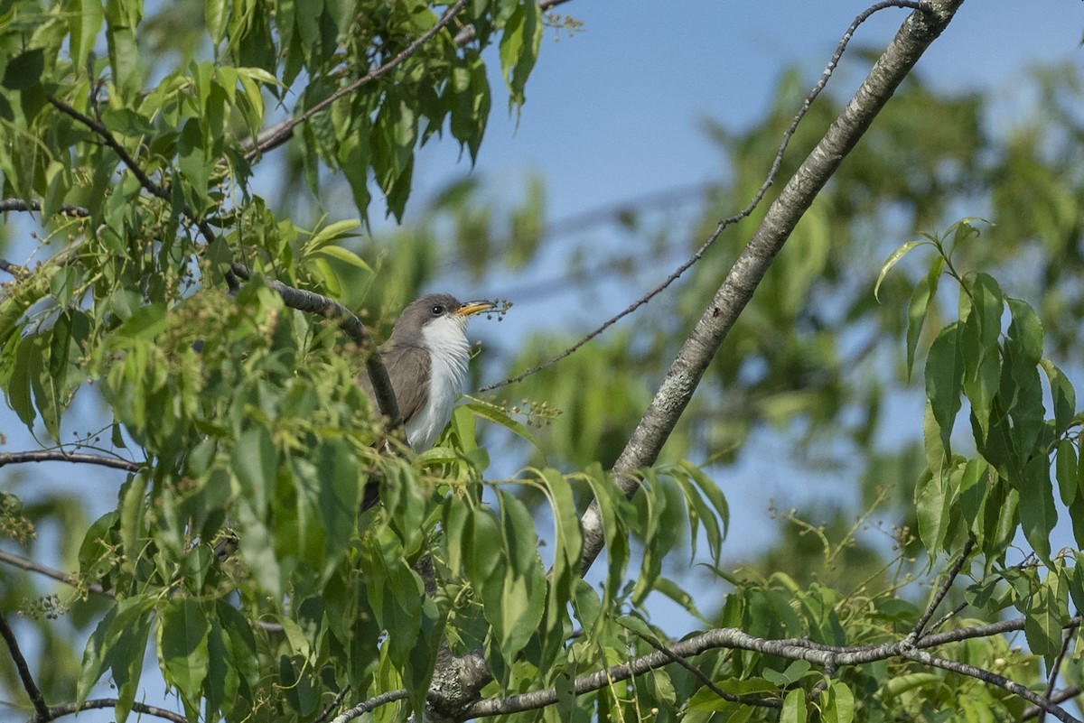 Yellow-billed Cuckoo - ML618890881