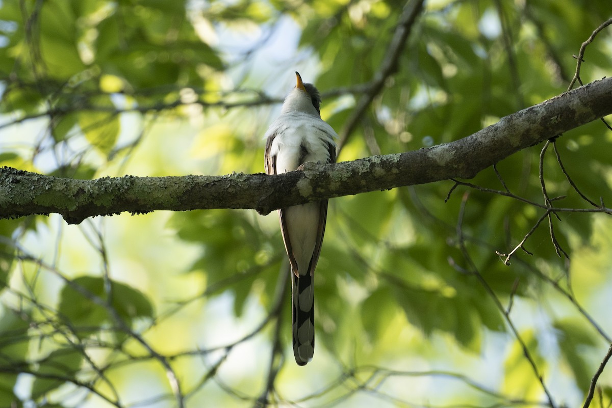 Yellow-billed Cuckoo - Adam Duff