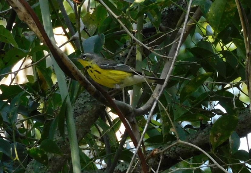 Magnolia Warbler - Kathy Rhodes