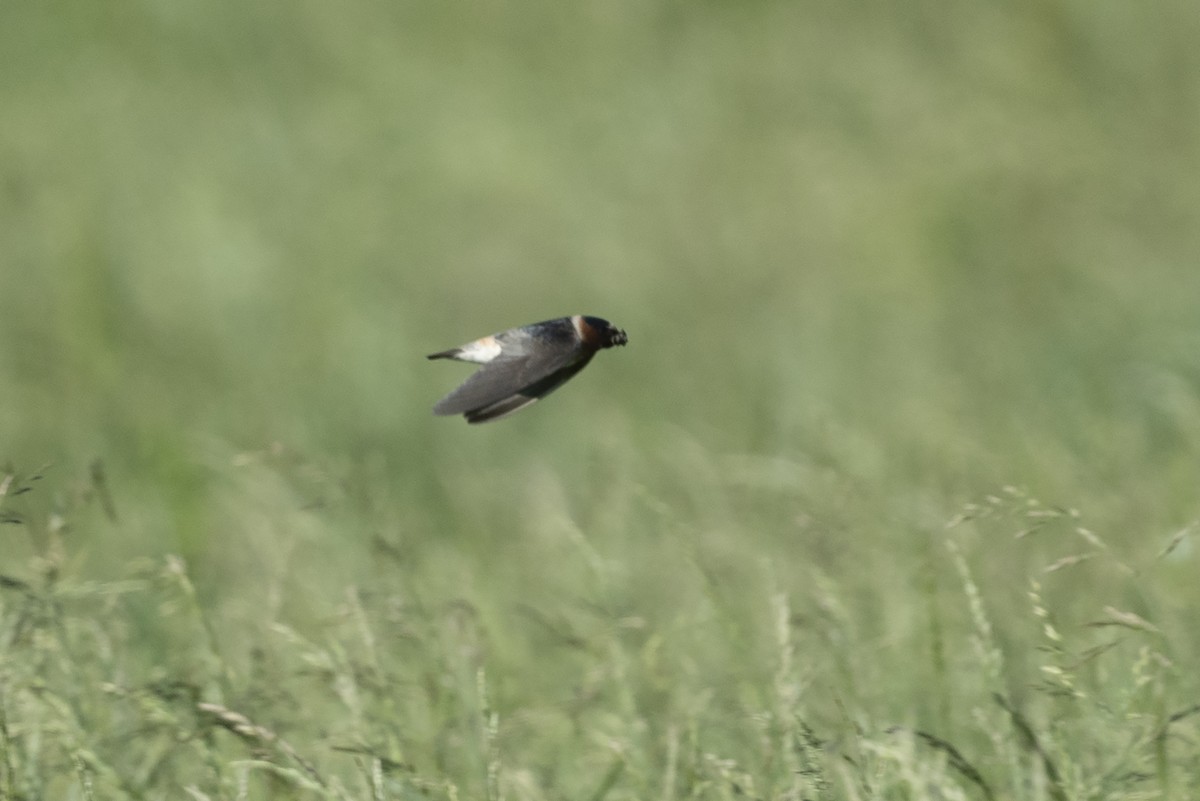 Cliff Swallow - ML618890885