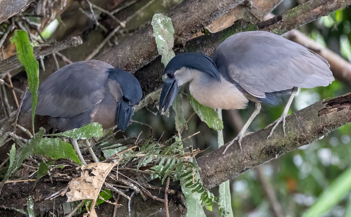 Boat-billed Heron - Tracy Kaminer