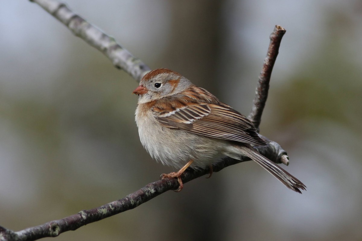 Field Sparrow - Quinn Nial