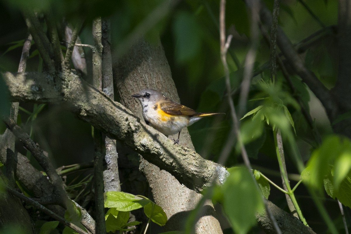 American Redstart - ML618890911