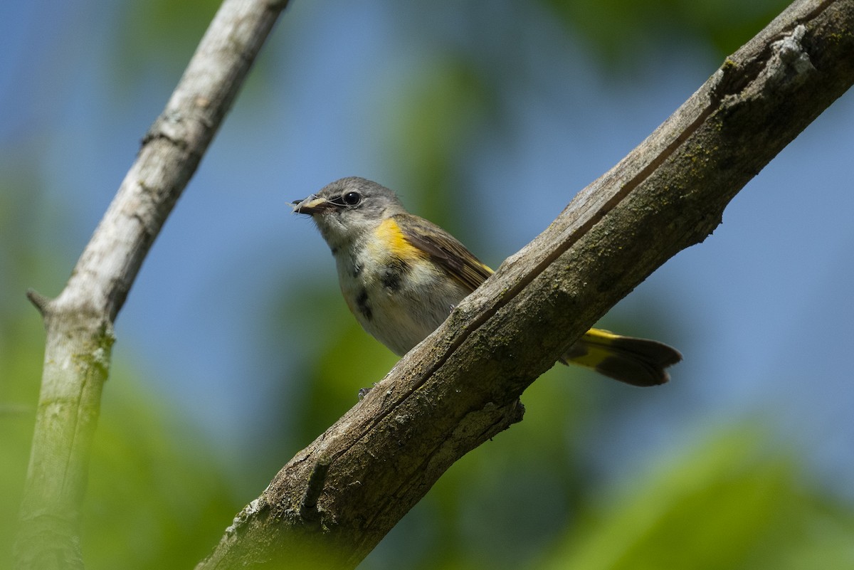 American Redstart - ML618890912