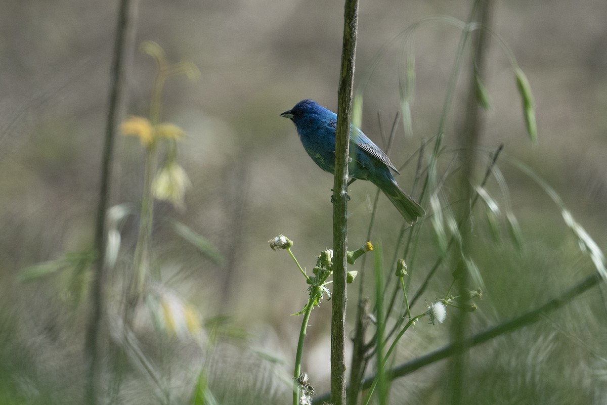 Indigo Bunting - ML618890919