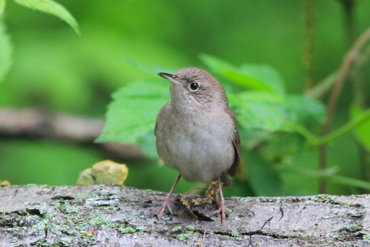 House Wren - ML618890926