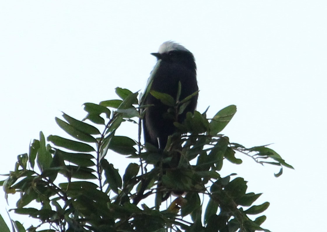 Long-tailed Tyrant - Miguel  Magro