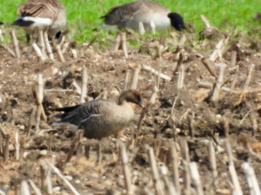 Pink-footed Goose - Andy Todd