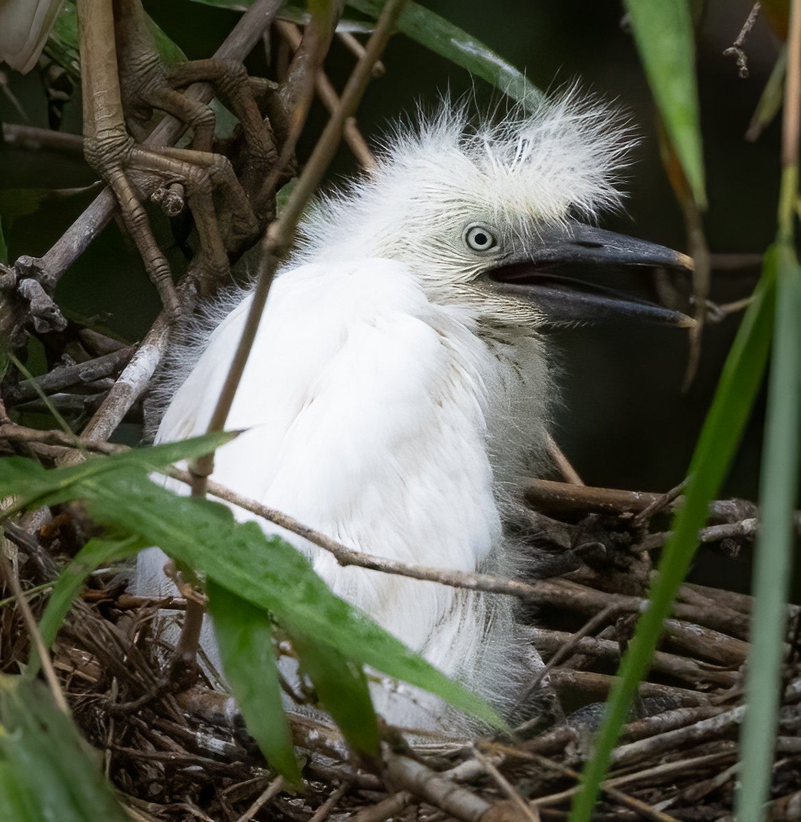 Western Cattle Egret - ML618890937