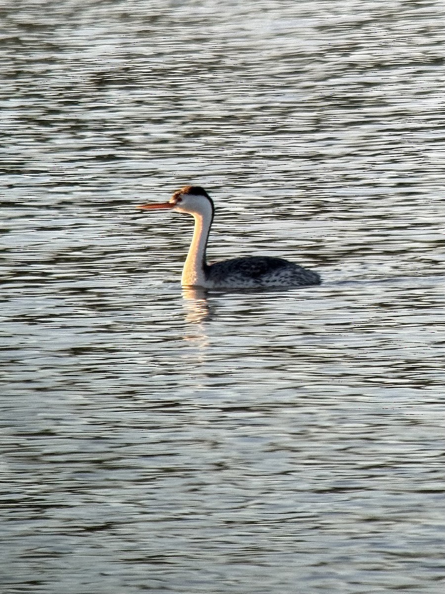 Clark's Grebe - ML618890942