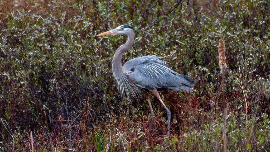 Great Blue Heron - Hala Ghali