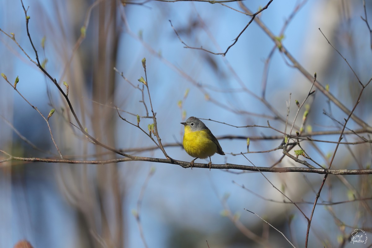 Nashville Warbler - Serge Morneau