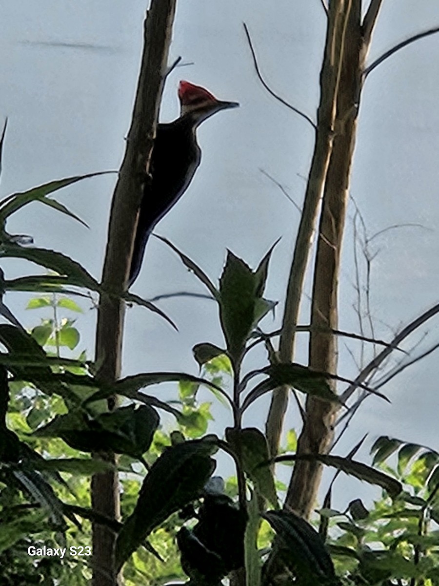 Pileated Woodpecker - marie plinsky
