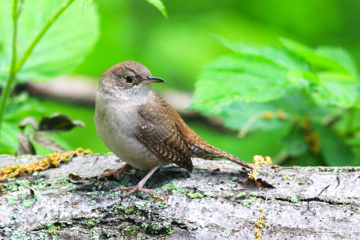 House Wren - Anthony  Popiel