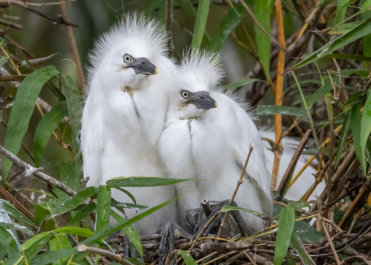 Western Cattle Egret - ML618890960