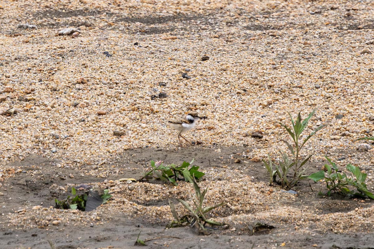 Little Ringed Plover - Paul Ha