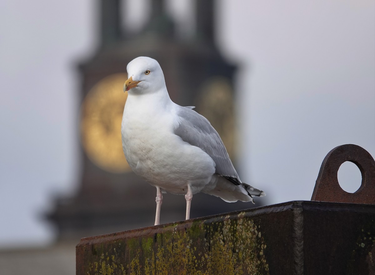 Herring Gull - Claus Holzapfel