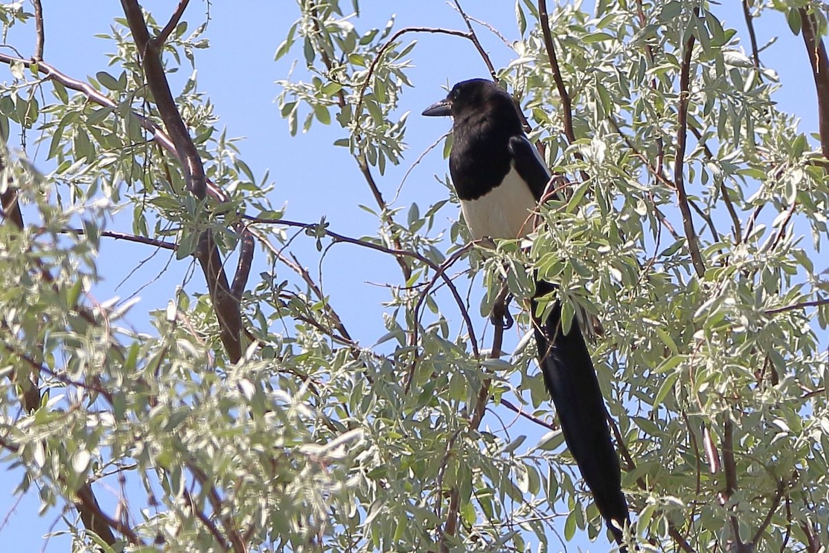 Black-billed Magpie - Breck Breckenridge