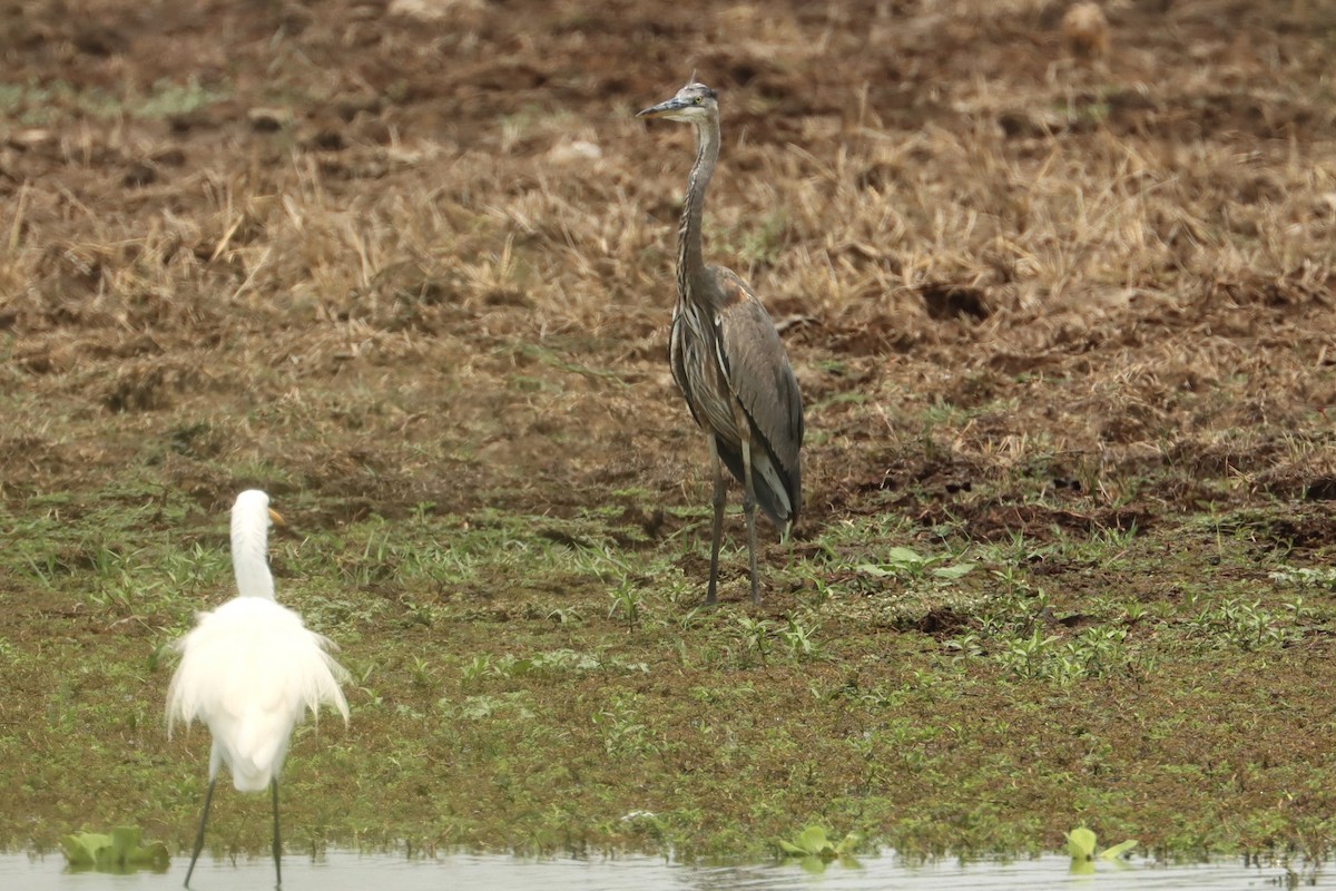 Great Blue Heron - ML618890986