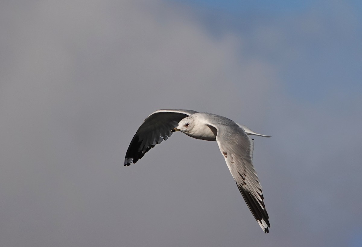 Common Gull - Claus Holzapfel