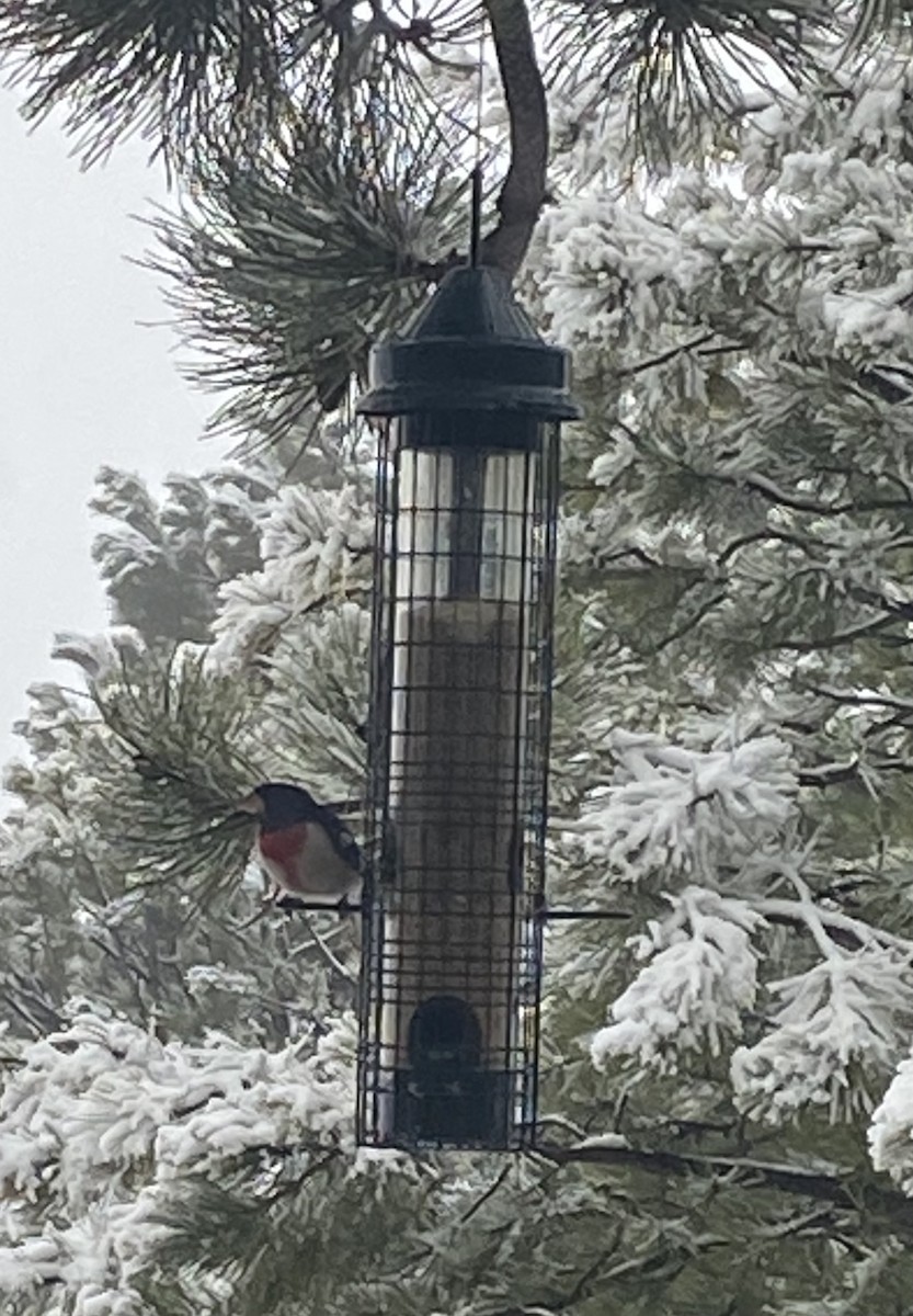 Rose-breasted Grosbeak - ML618890993