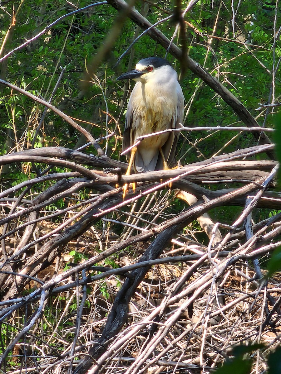 Black-crowned Night Heron - Nancy Cox