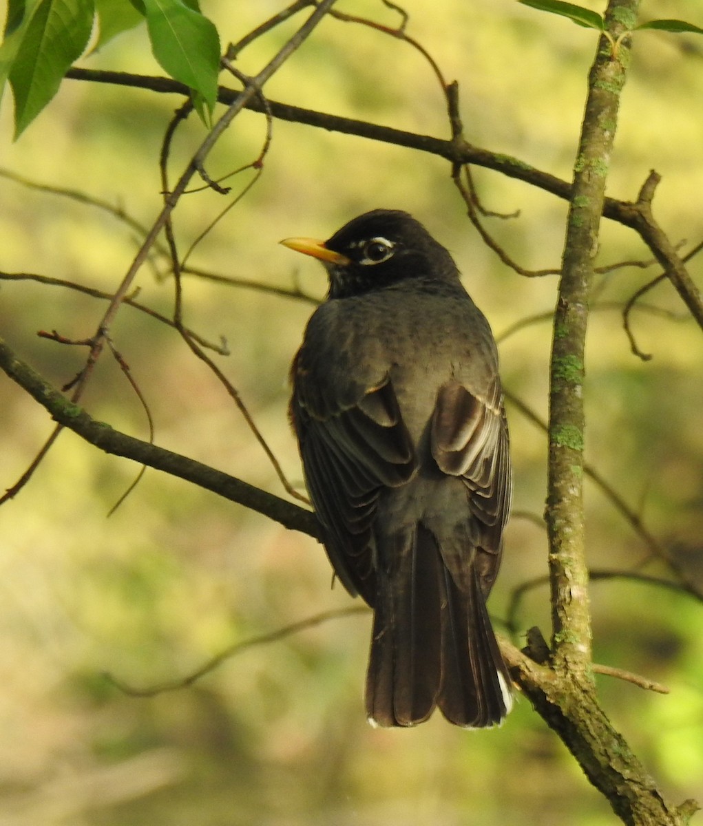 American Robin - Harry Colestock