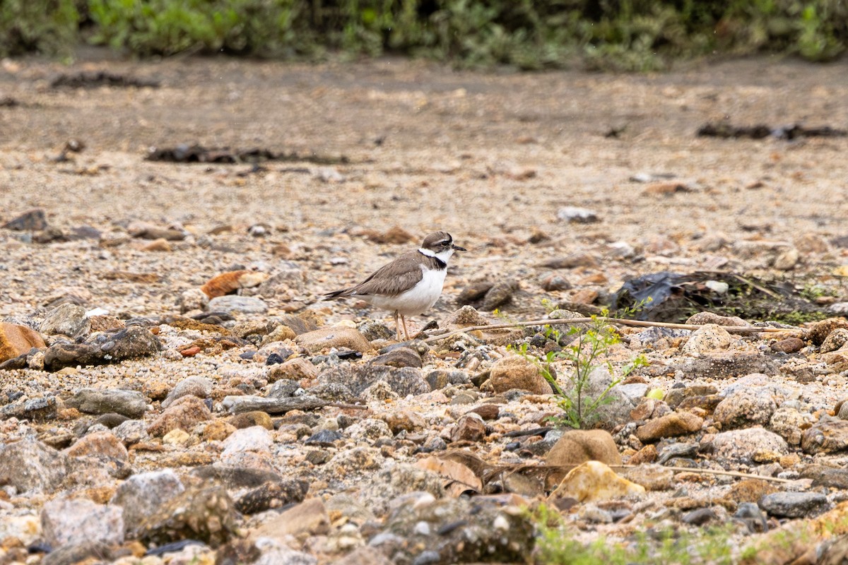 Long-billed Plover - Paul Ha