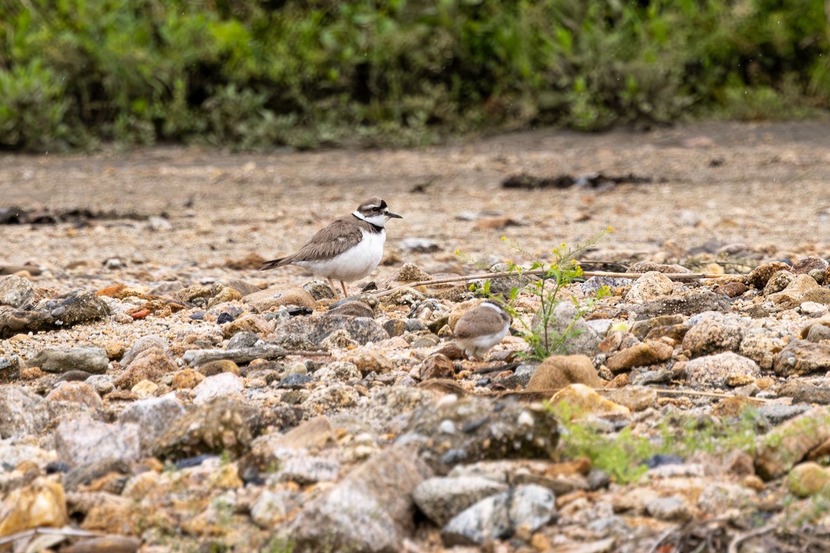 Long-billed Plover - ML618891005