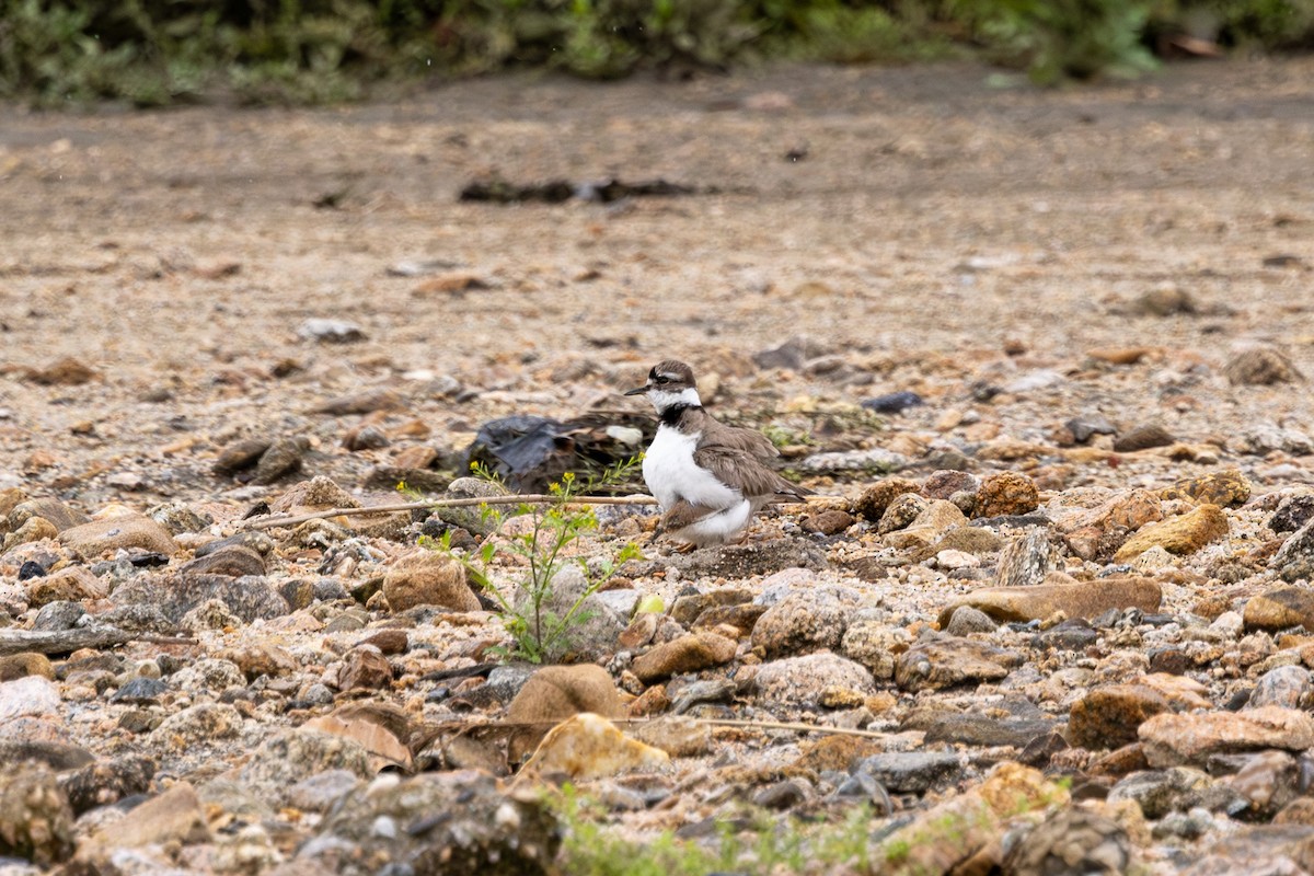 Long-billed Plover - Paul Ha