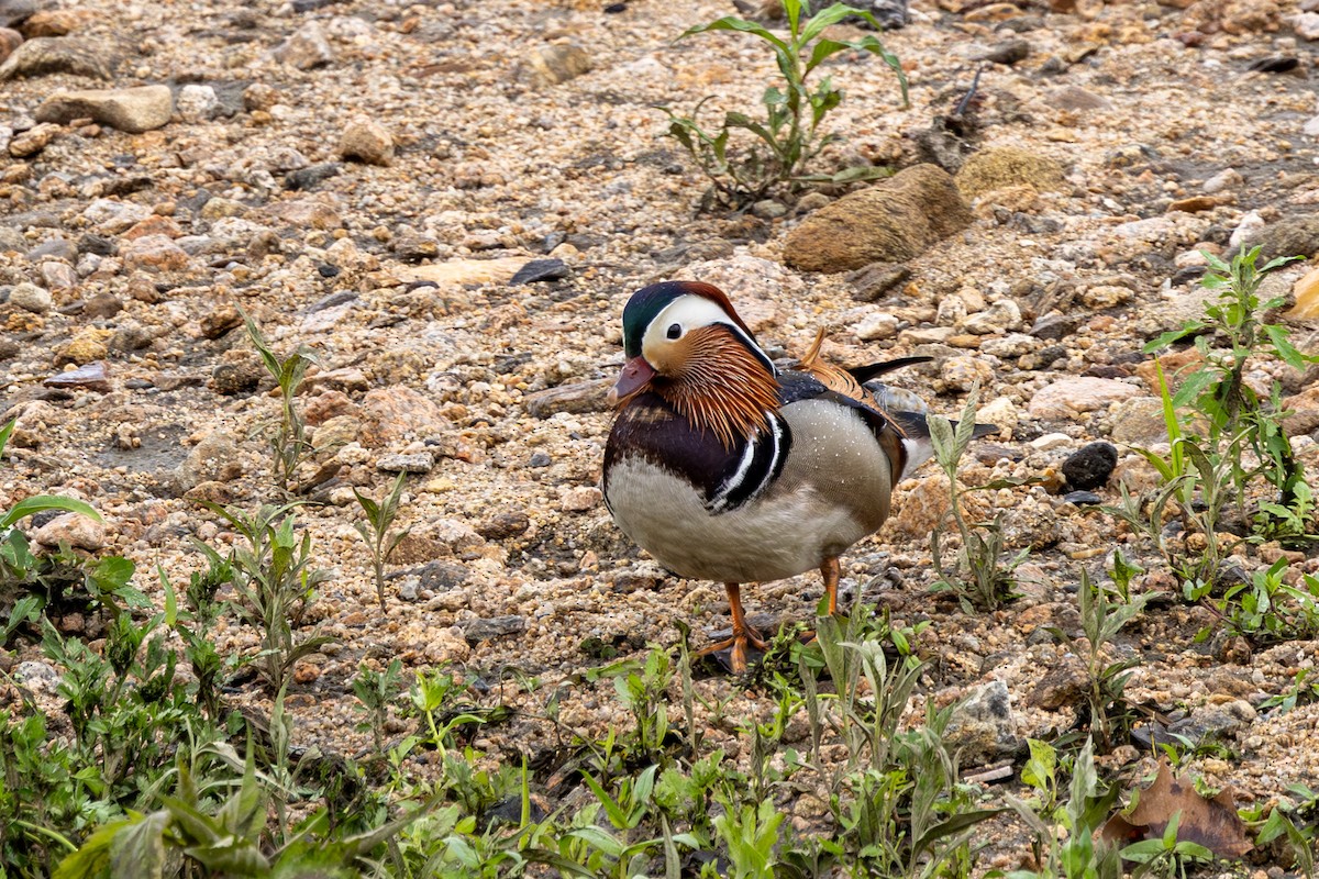 Pato Mandarín - ML618891013