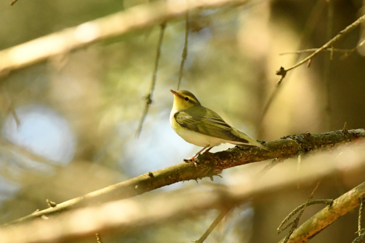 Wood Warbler - Brett Sandercock