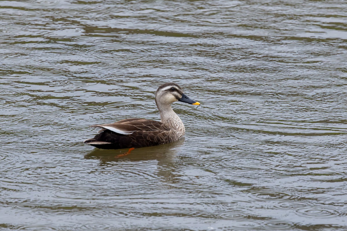 Eastern Spot-billed Duck - ML618891027