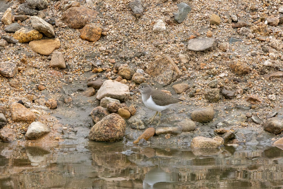 Common Sandpiper - Paul Ha