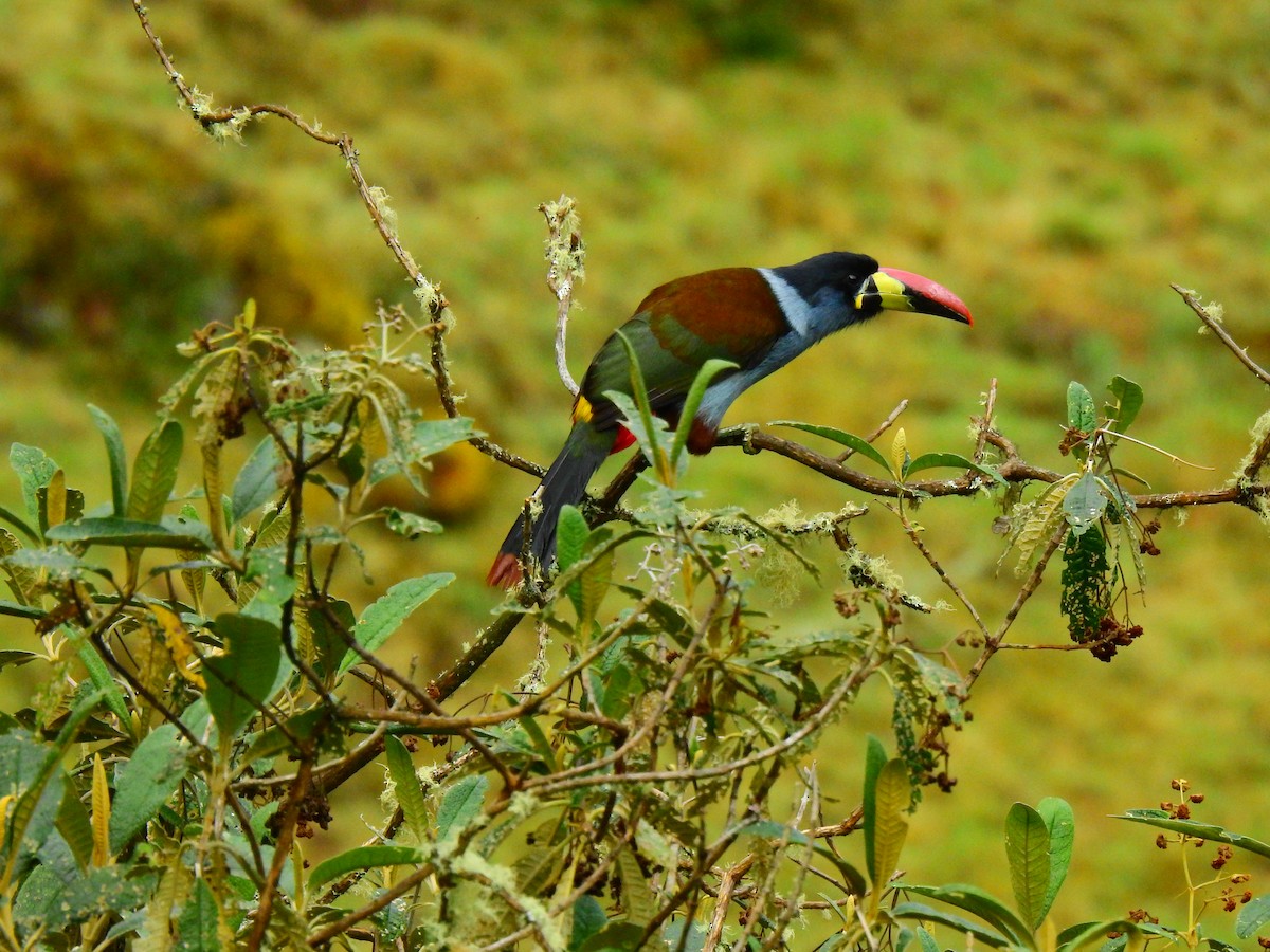 Gray-breasted Mountain-Toucan - Edwin Munera