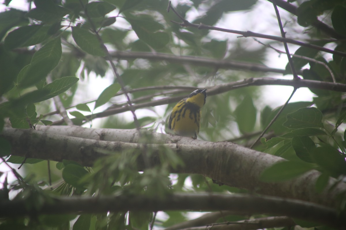 Magnolia Warbler - Bill Troy