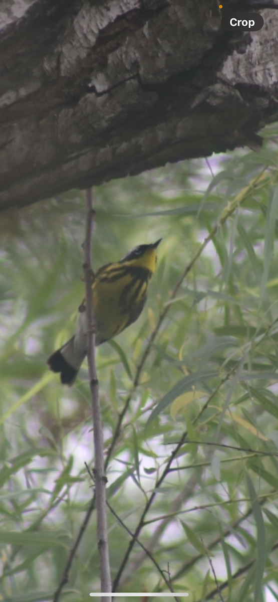 Magnolia Warbler - Bill Troy