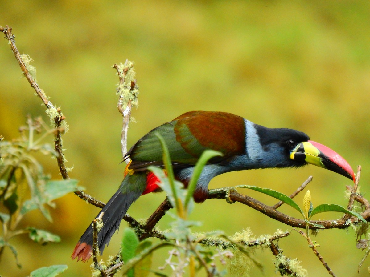 Gray-breasted Mountain-Toucan - Edwin Munera