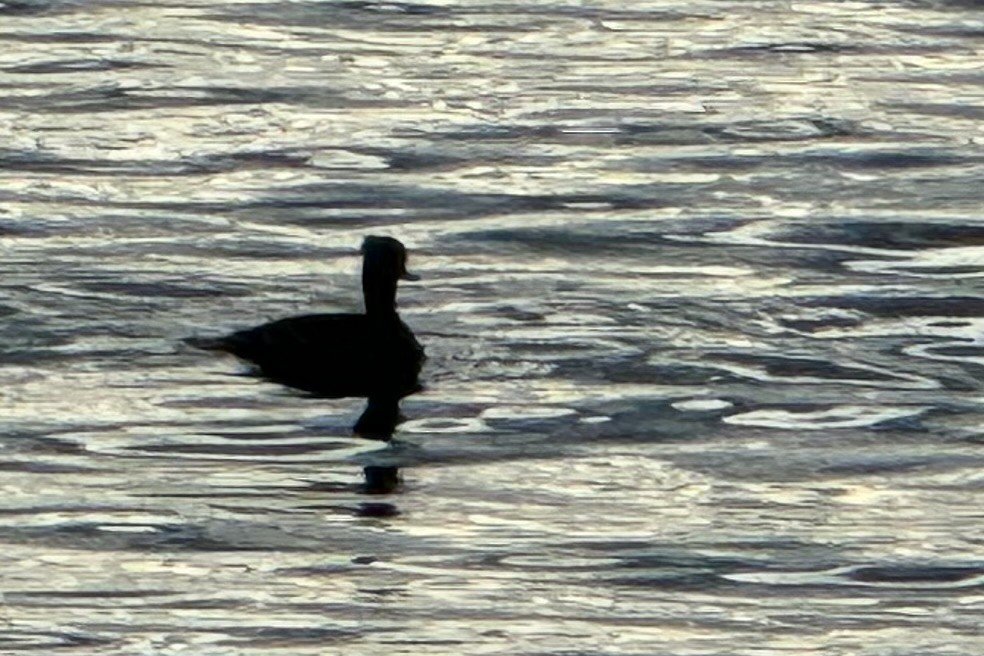 Hooded Merganser - Chris Wood