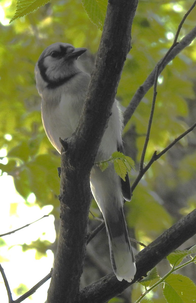 Blue Jay - Harry Colestock