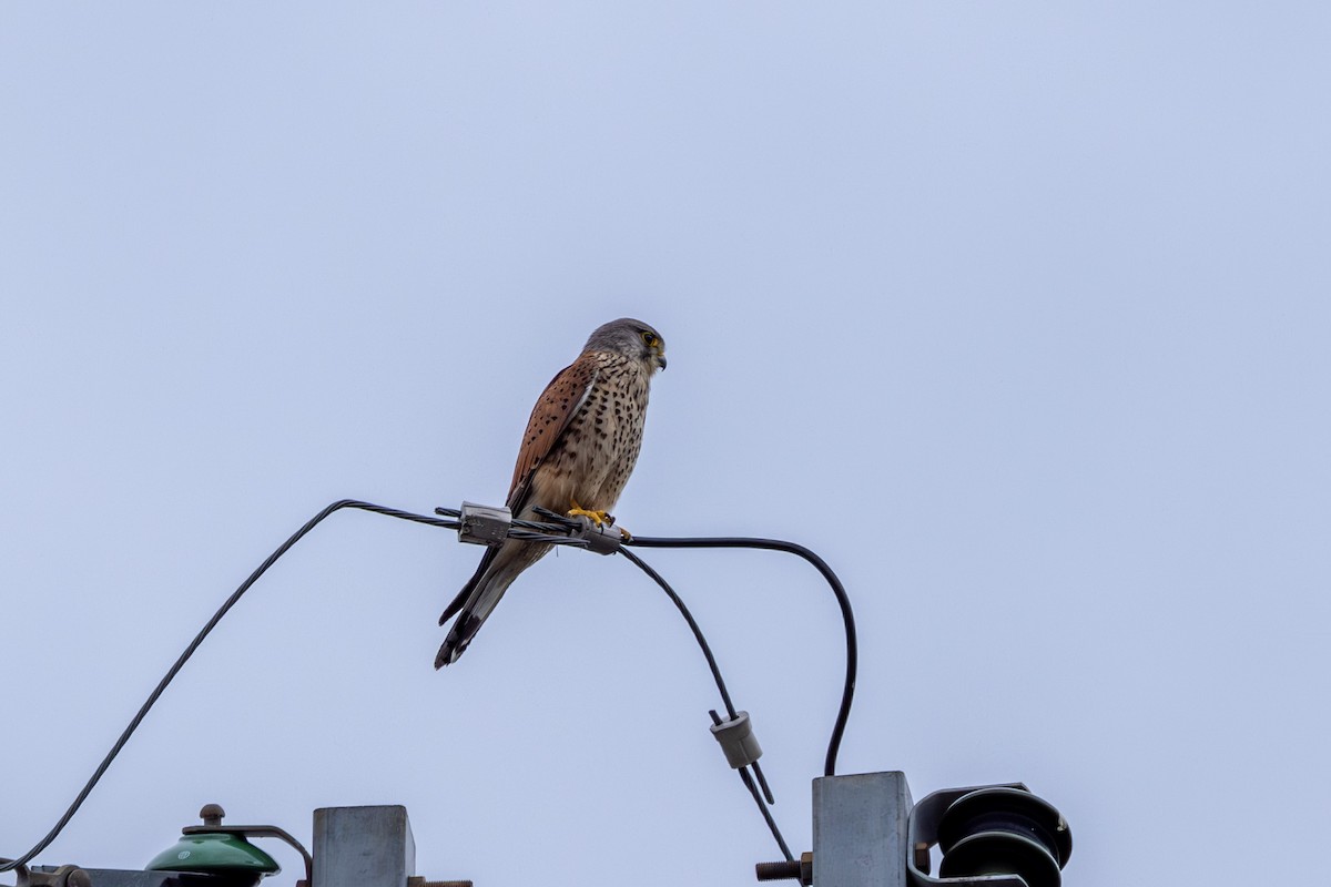 Eurasian Kestrel - Paul Ha