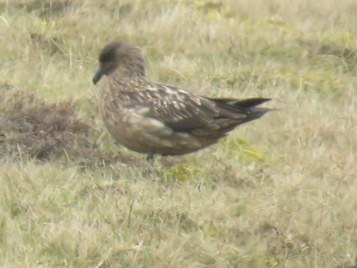 Great Skua - Sally Bergquist