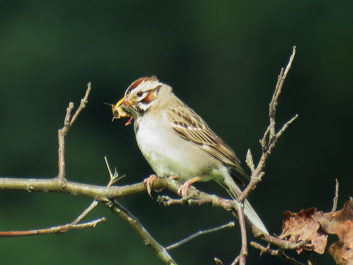 Lark Sparrow - ML61889111
