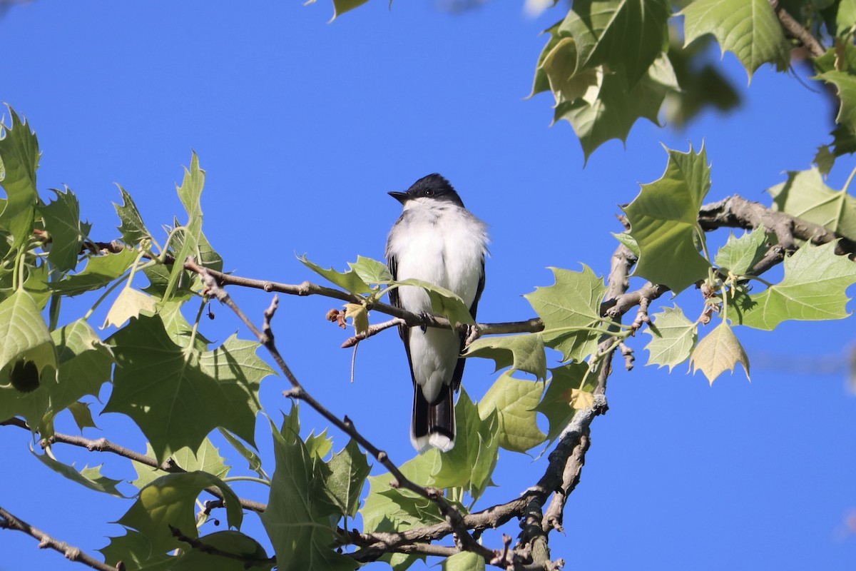 Eastern Kingbird - ML618891120