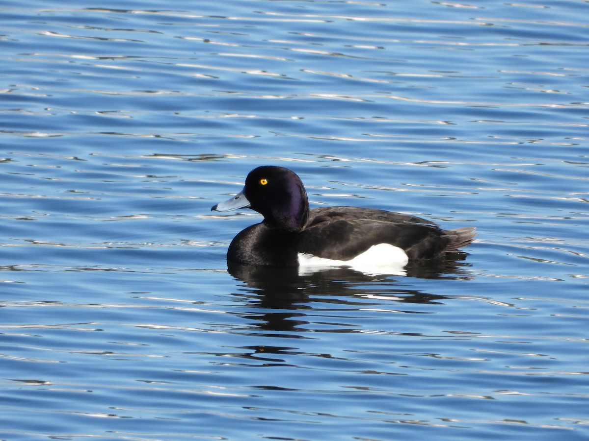 Tufted Duck - Bogdan  Rudzionek