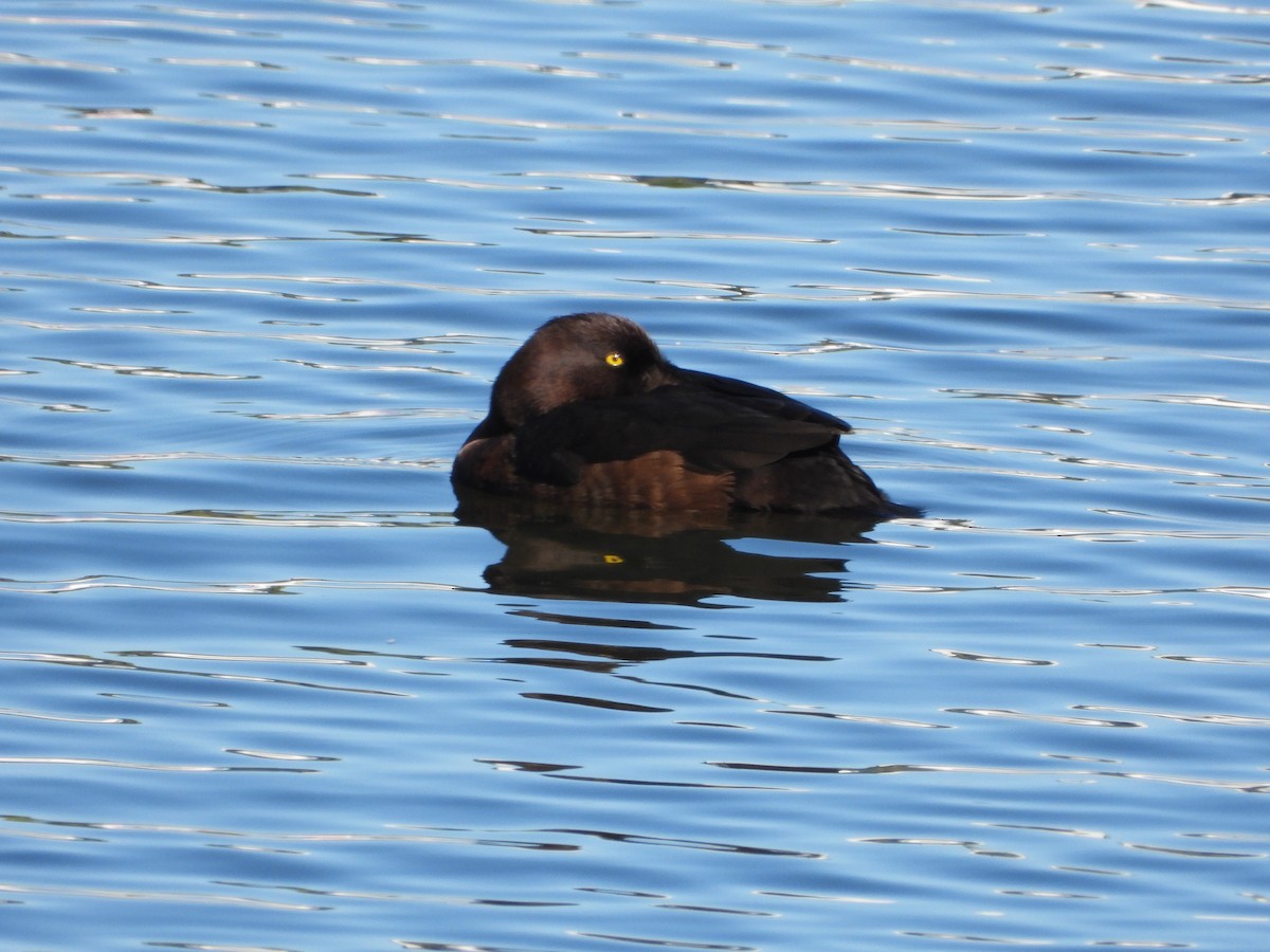 Tufted Duck - Bogdan  Rudzionek