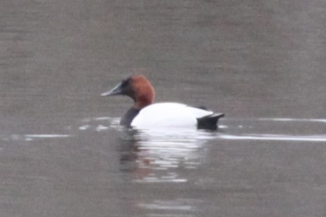 Canvasback - Joey Della Penna