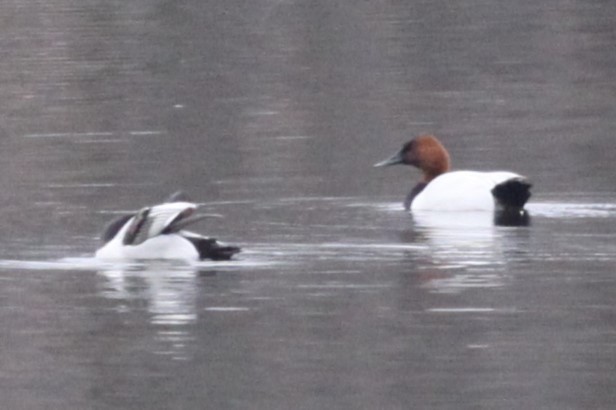 Canvasback - Joey Della Penna