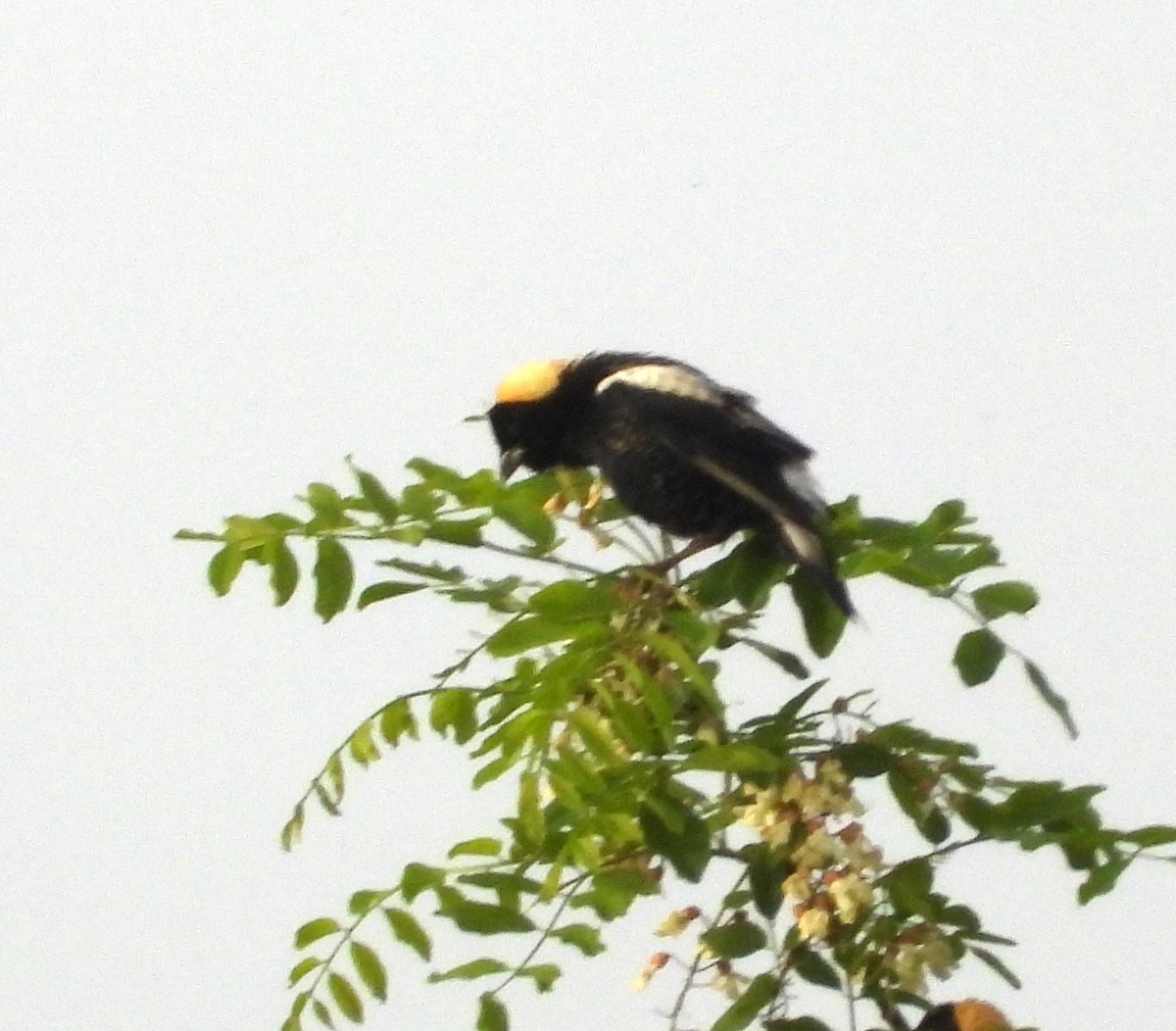 Bobolink - Valerie  Swan