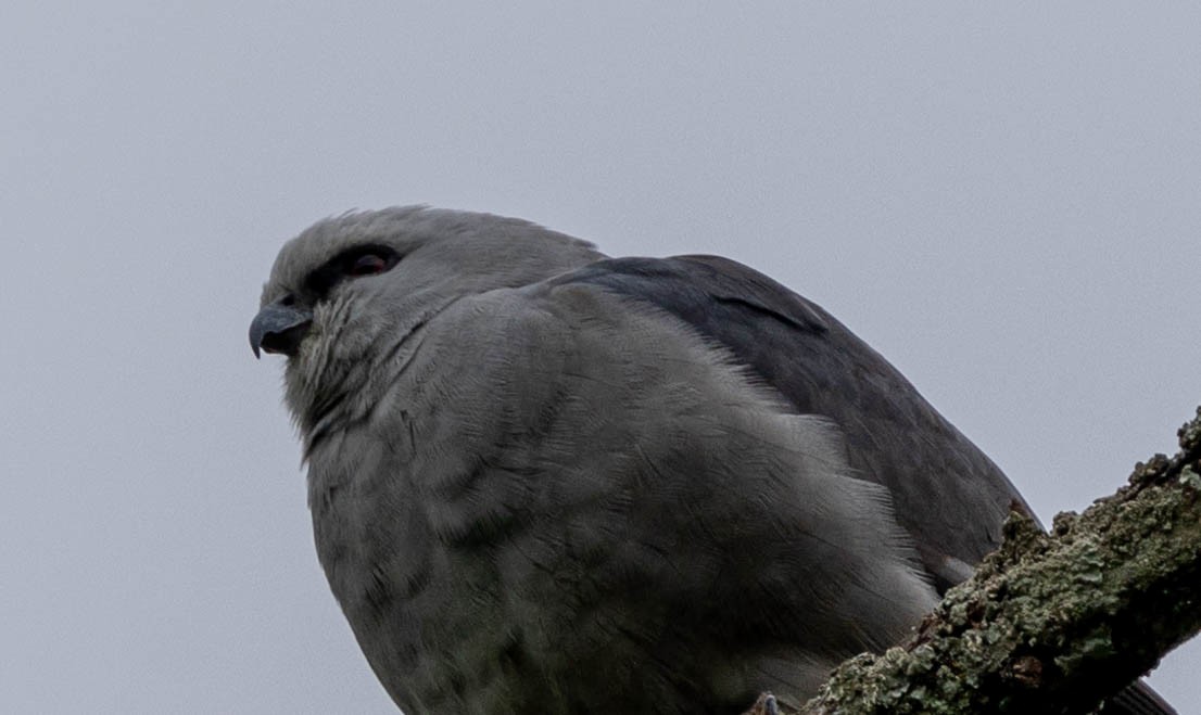 Mississippi Kite - Brad Everhart